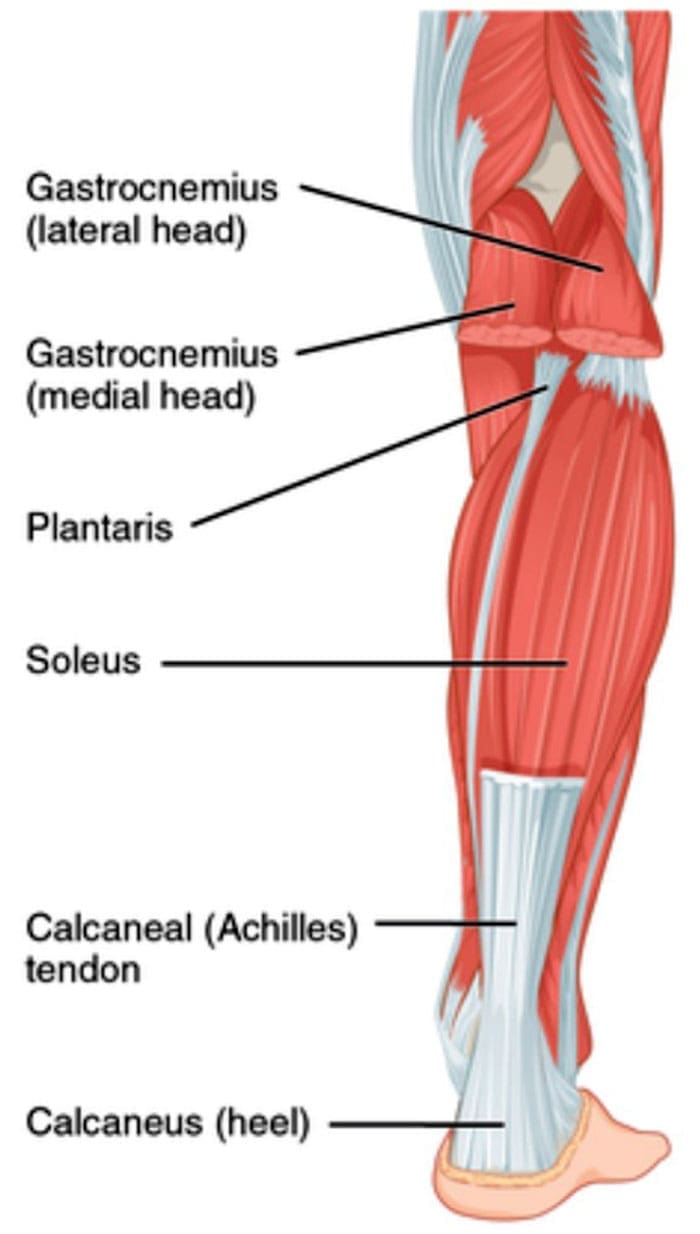Common Injuries and Treatment Options for the Plantaris Muscle