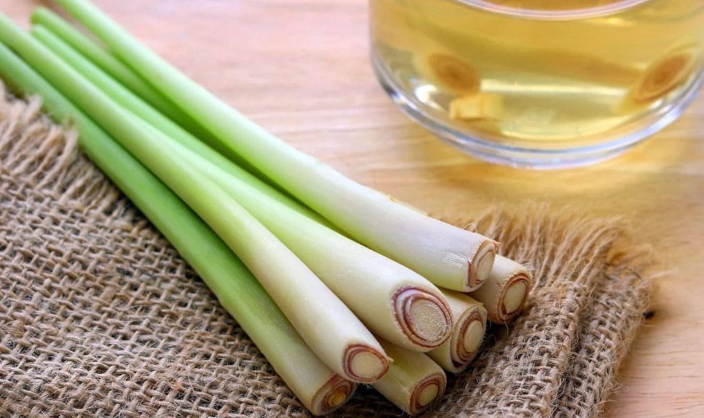 Harnessing the Power of Lemongrass: Health Benefits and Uses