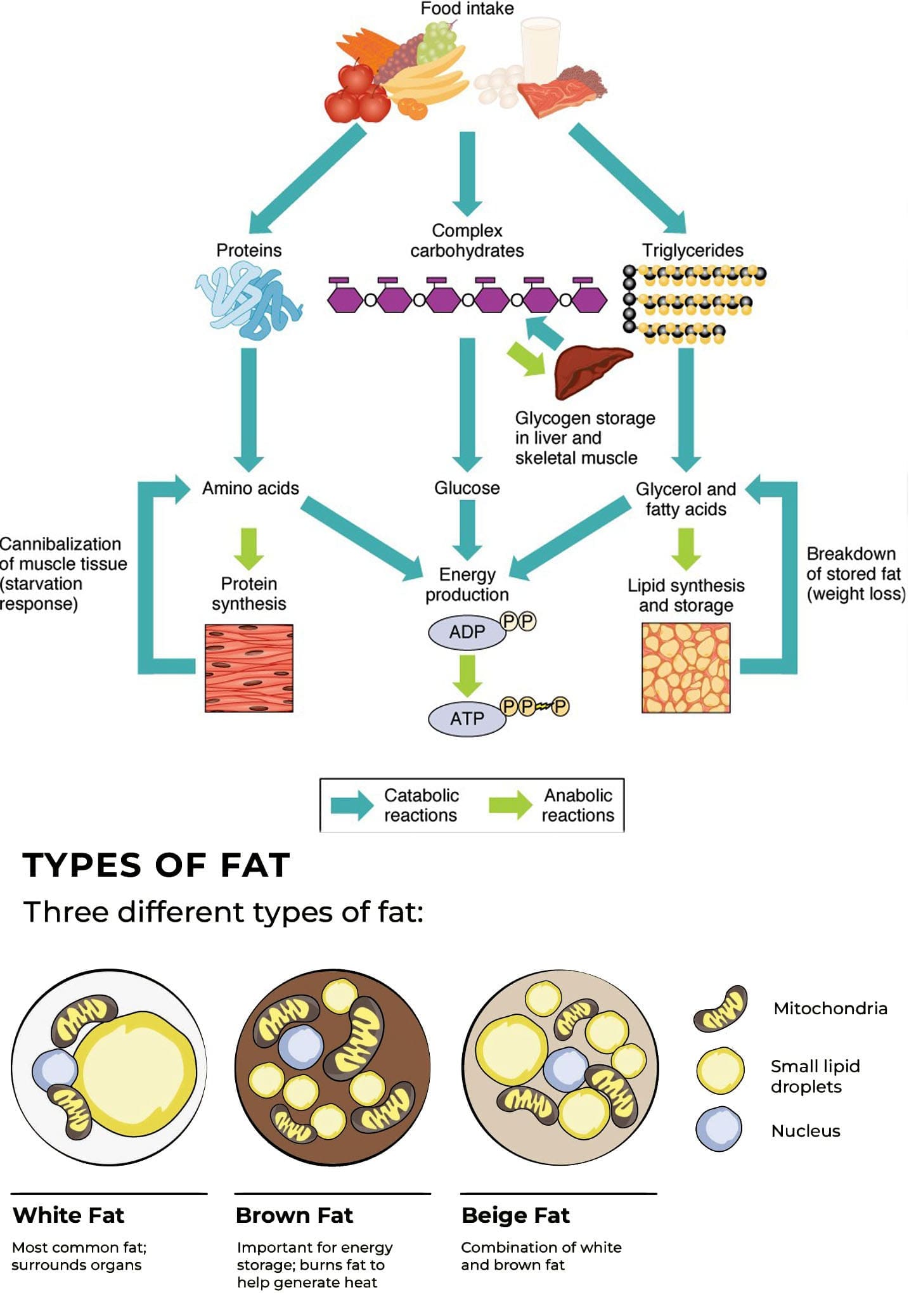 From Fat to Energy: Exploring the Process