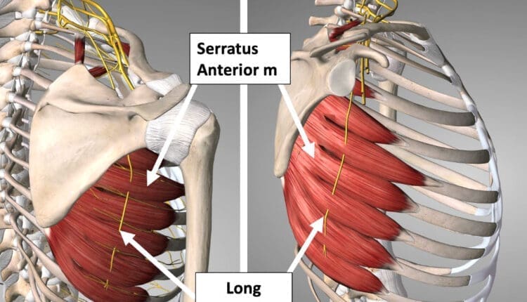 Common Injuries and Issues with the Long Thoracic Nerve