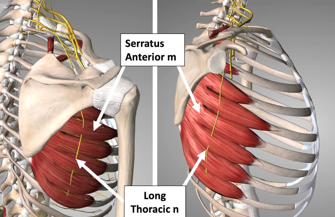 Common Injuries and Issues with the Long Thoracic Nerve - El Paso, TX ...