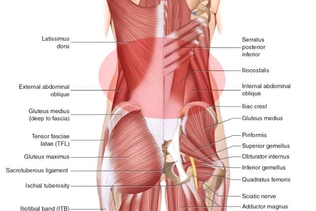 Paraspinal Health: Pain and Muscle Stability