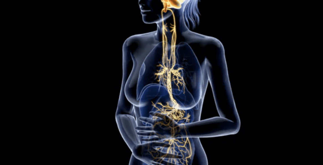 Vagus Nerve